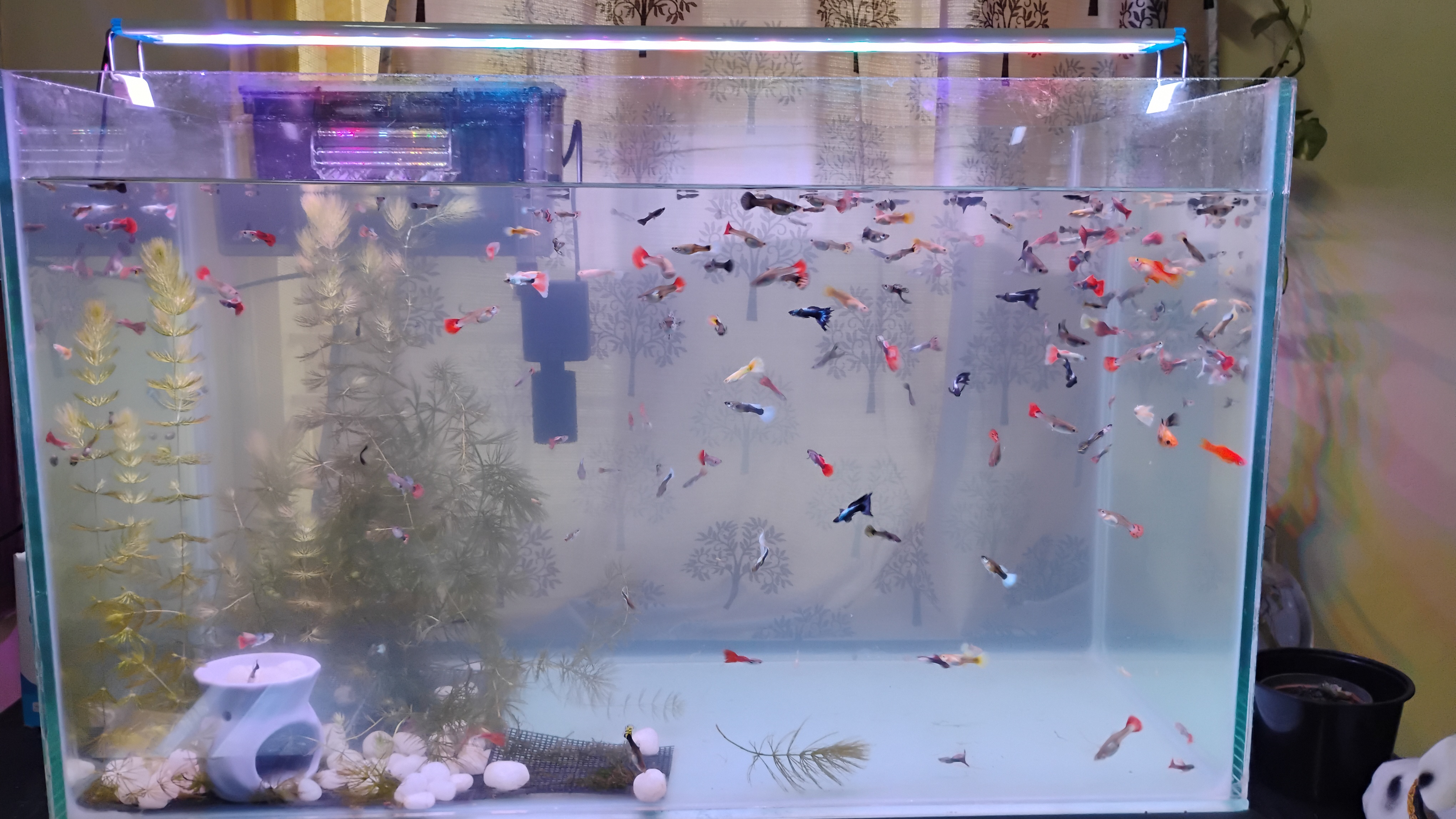 Buy Guppy Online in Bangalore