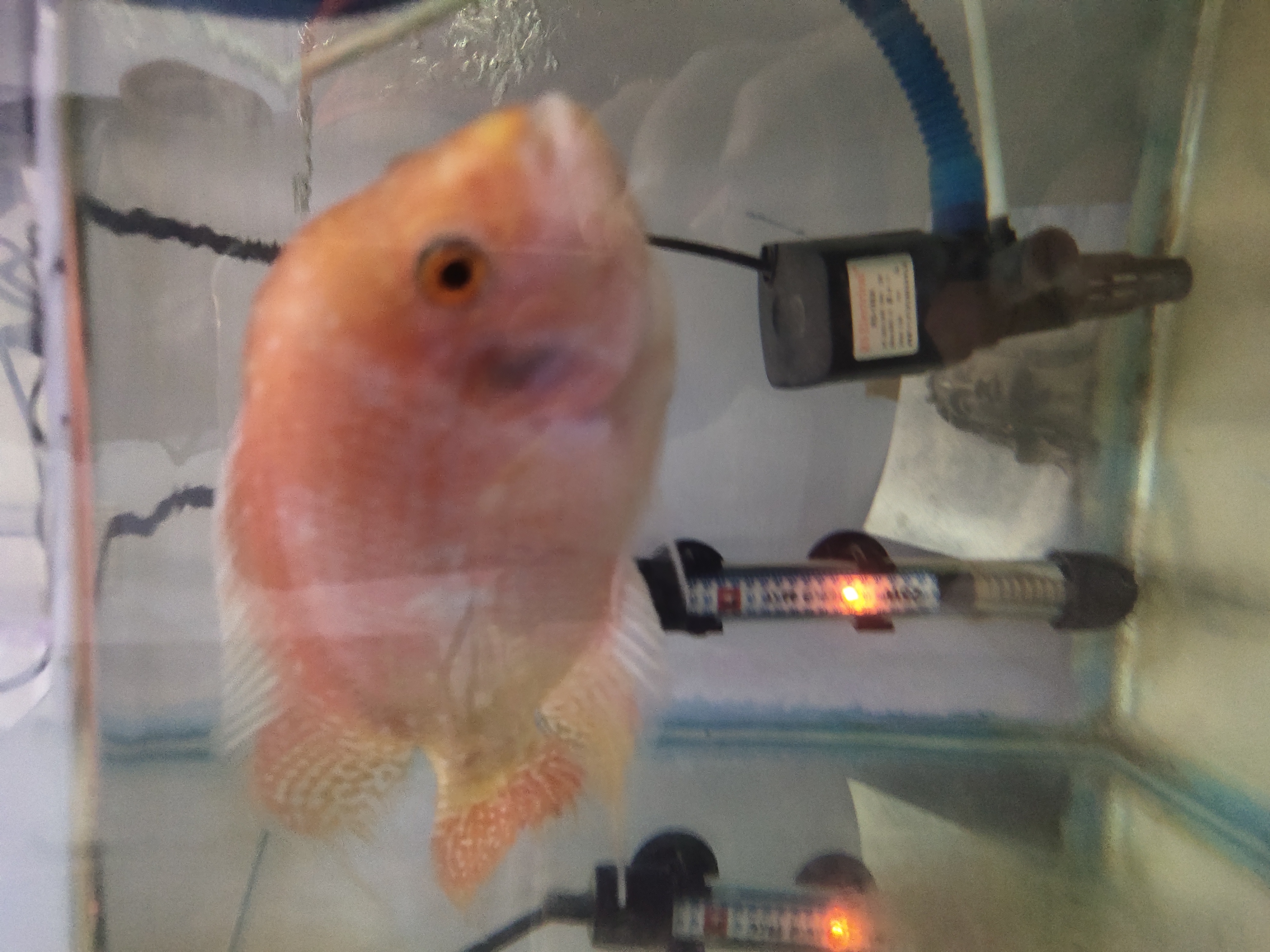 Flower horn photo 6