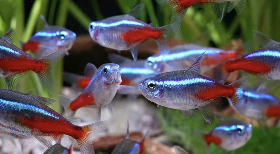 Buy Neon tetra Online in Bangalore