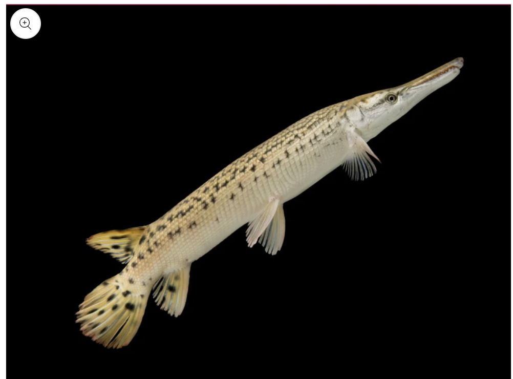 Buy Alligator Gar Online in Bangalore