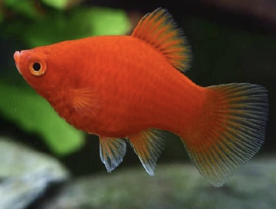 Buy Red Platy Online in Bangalore