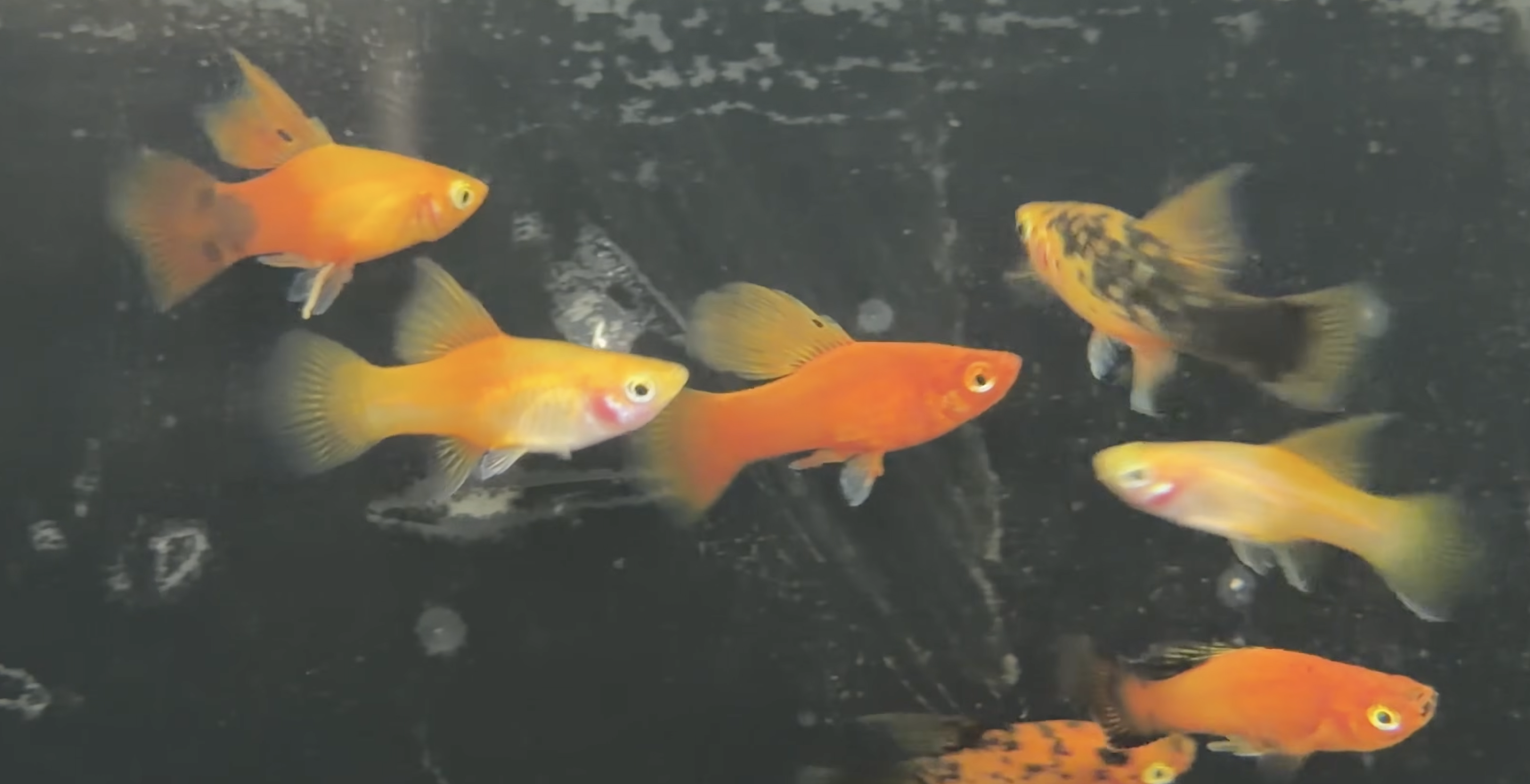 Buy Hi Fin Platy Online in Bangalore