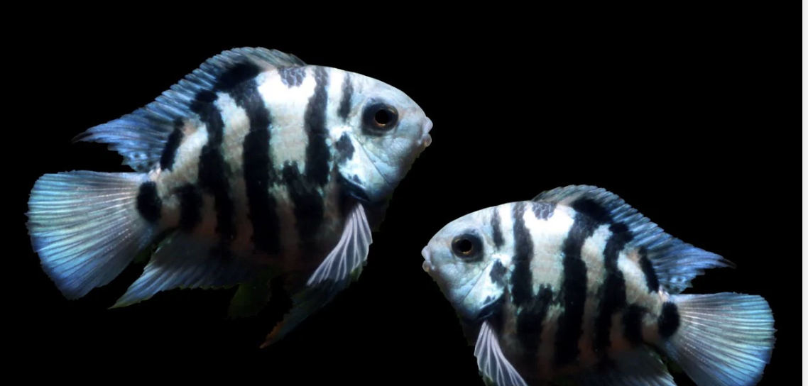 Buy Polar parrot Online in Bangalore