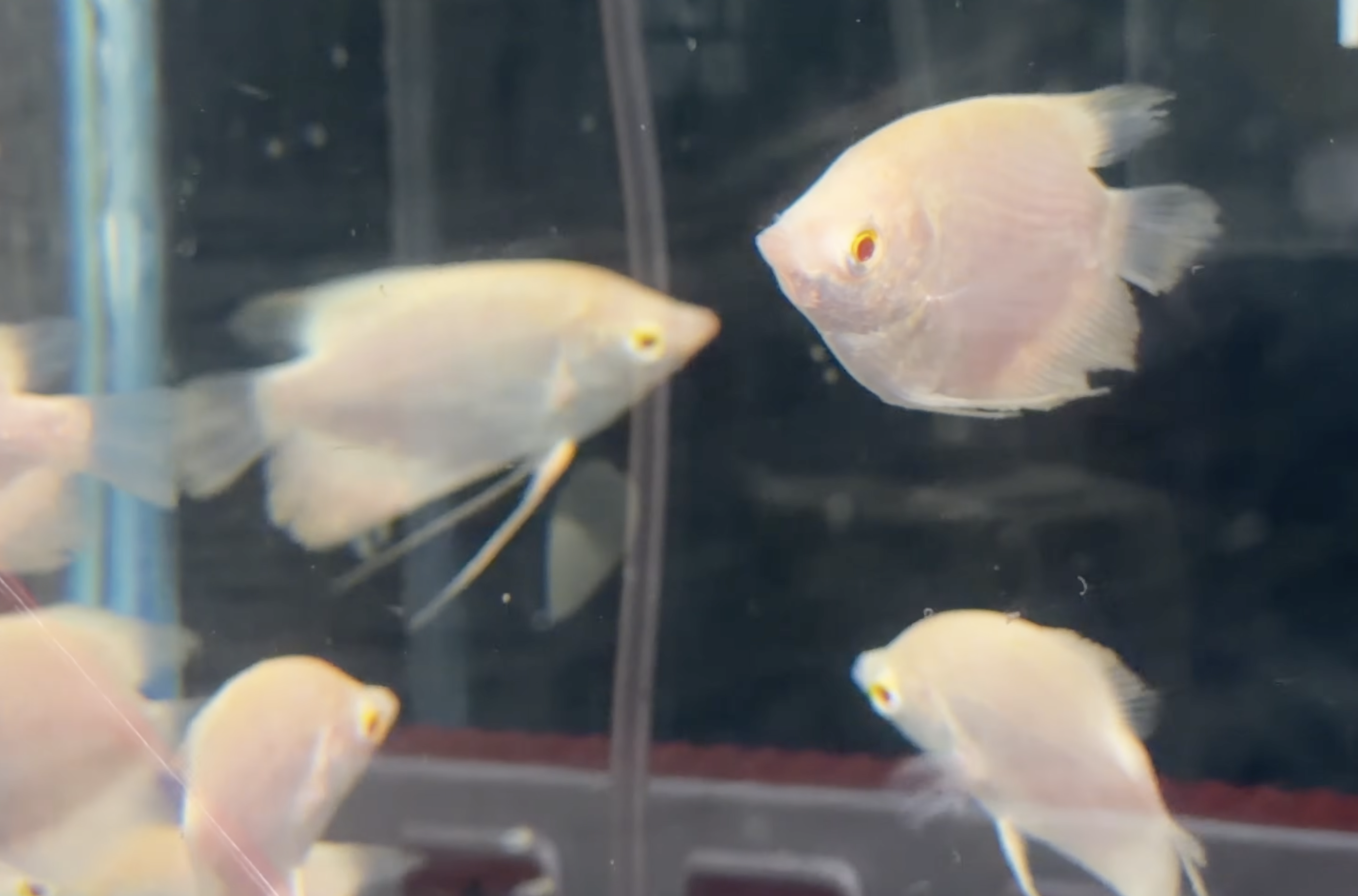 Albino Giant Gurami photo 2