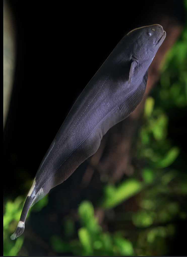 Buy knifefish Online in Bangalore