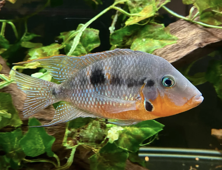 Buy Firemouth Cichlid Online in Bangalore