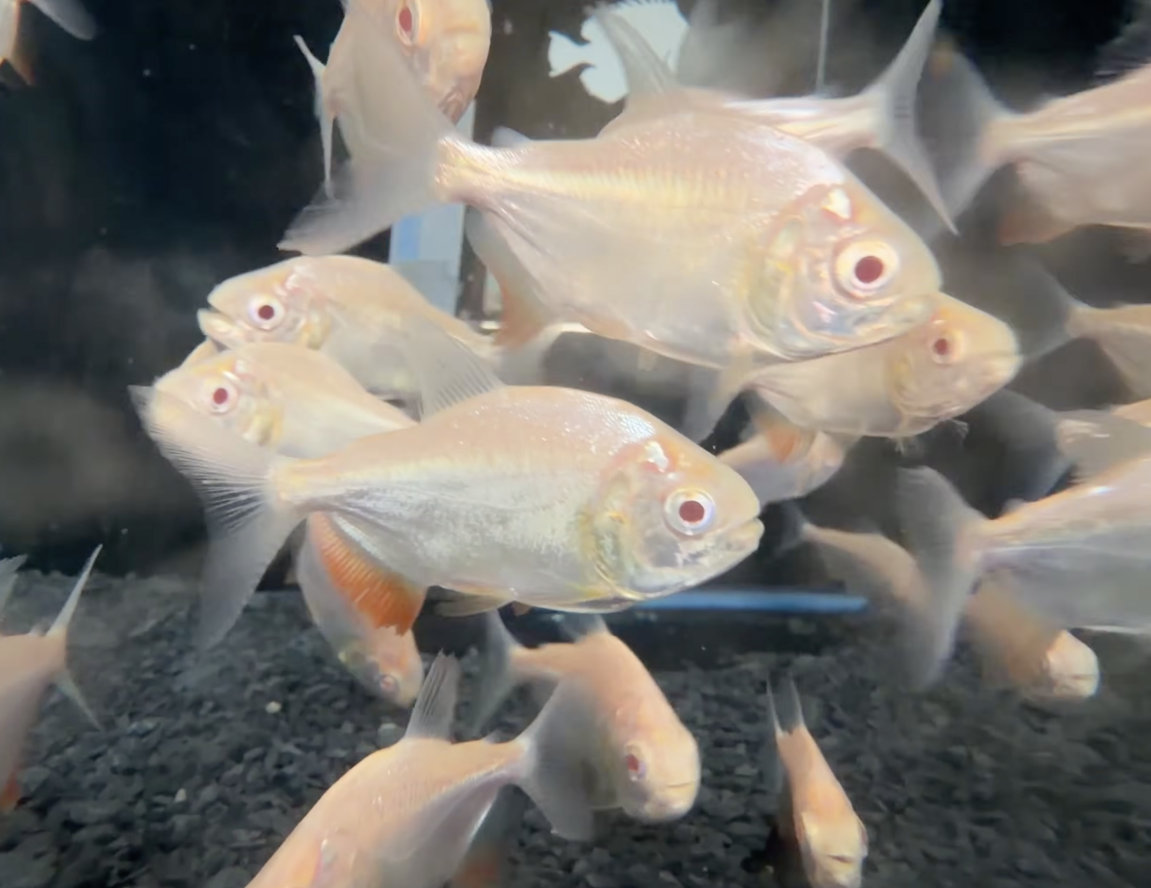 Buy albino pacu Online in Bangalore