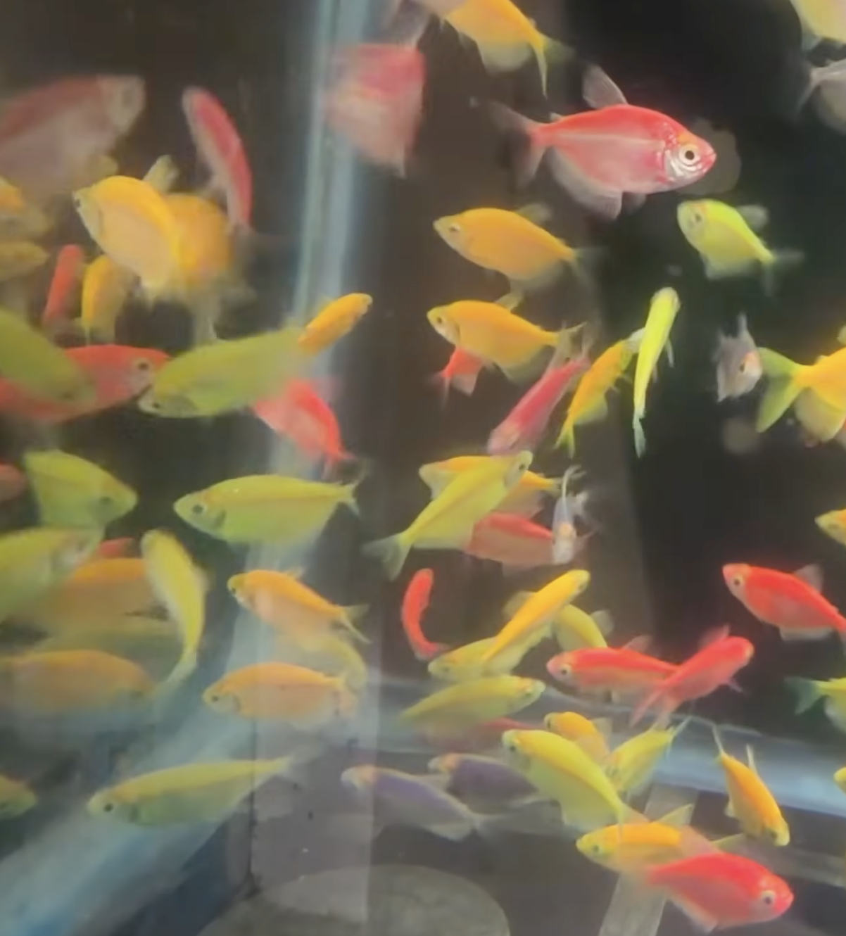 Buy Color Widow Online in Bangalore