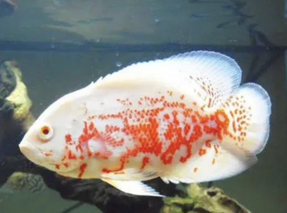 Buy Albino oscar small Online in Bangalore