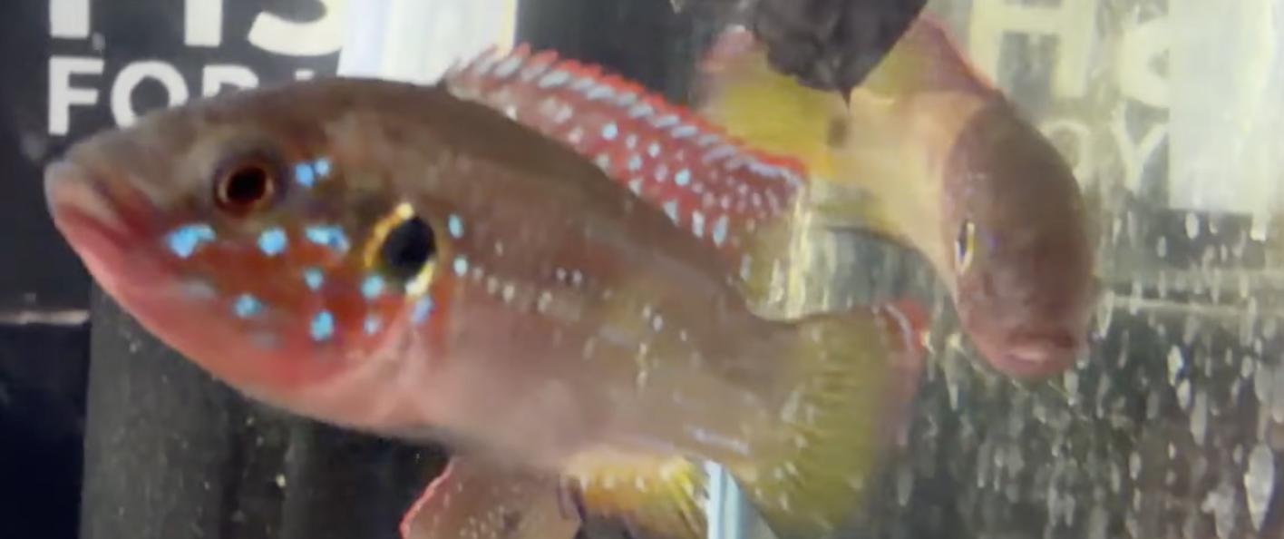 Buy Jewel cichlid Online in Bangalore