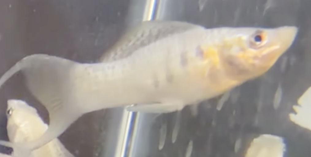 Buy White Moon Tail Moli Online in Bangalore