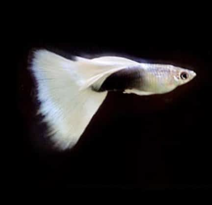 Buy White Guppy Online in Bangalore