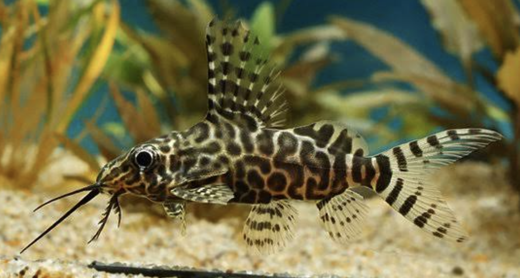 Buy Featherfin catfish Online in Bangalore
