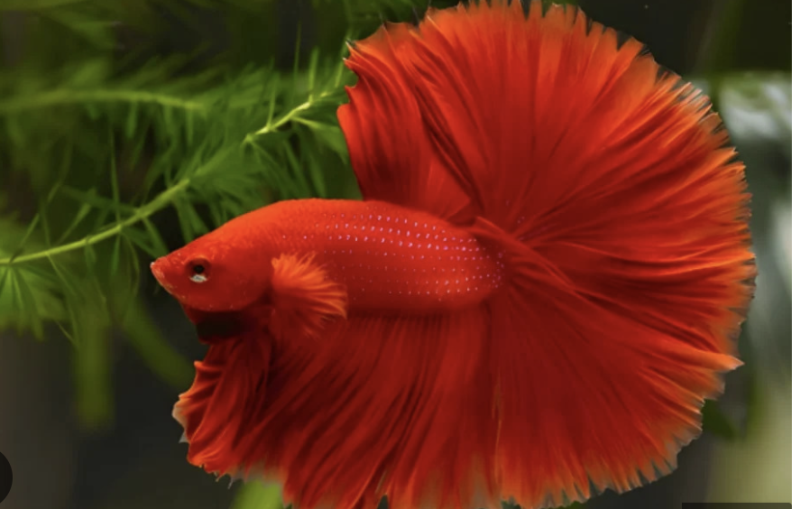 Full Moon Betta (Red)