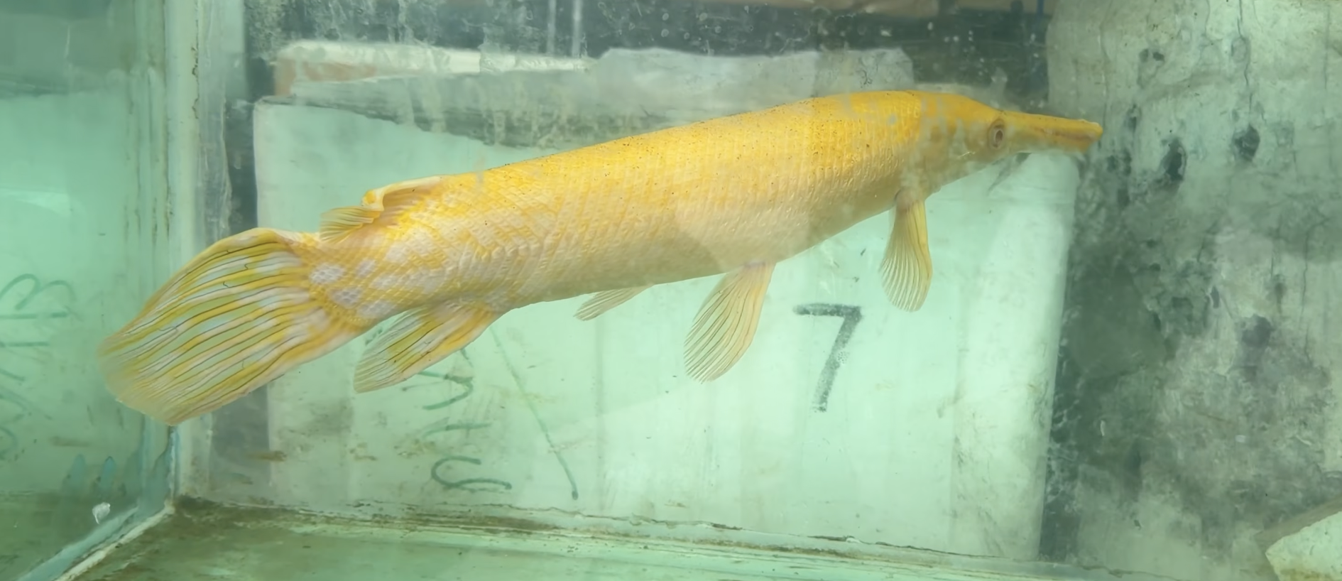 Albino Alligator Gar