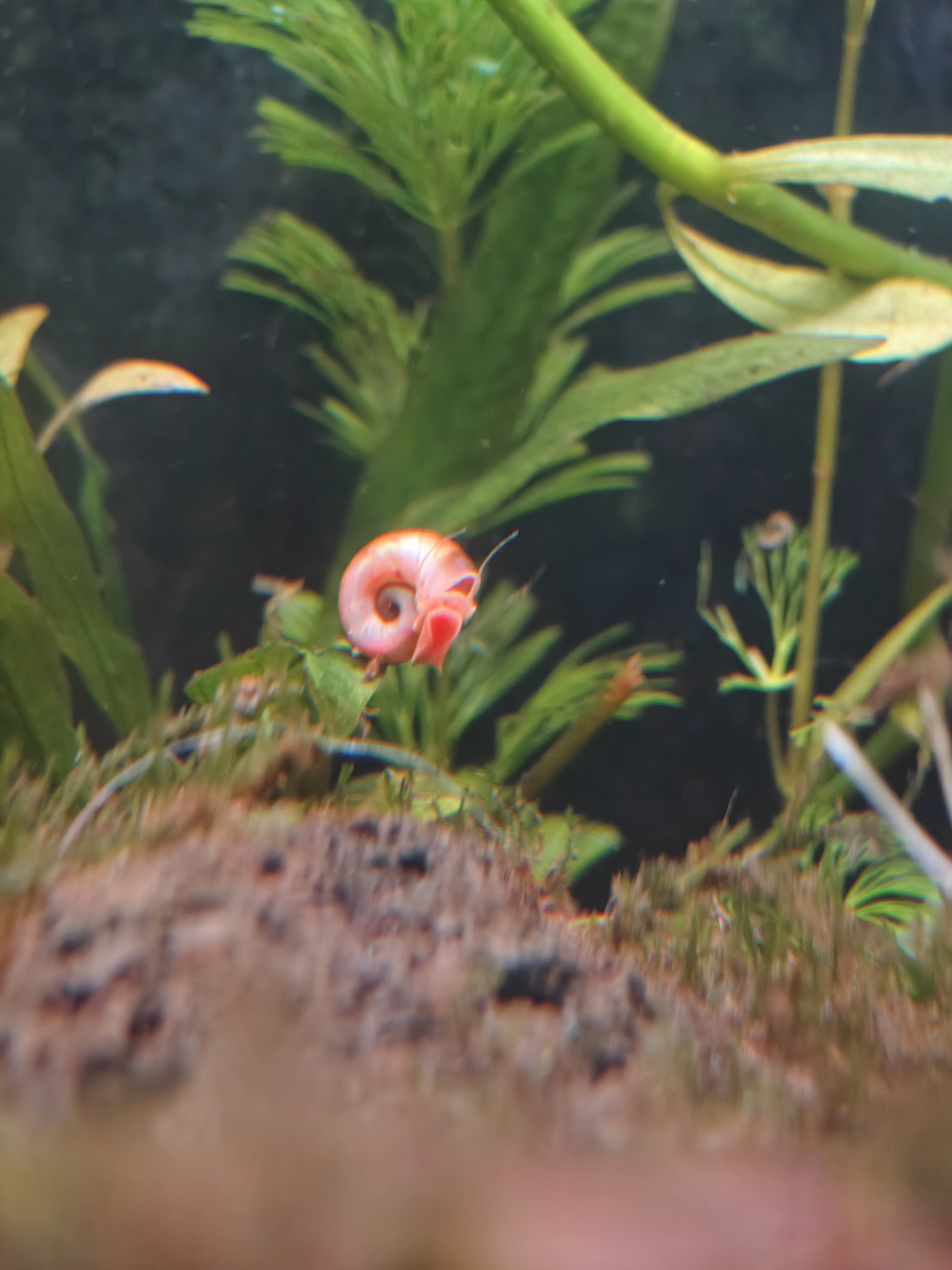 Red Ramshorn Snail