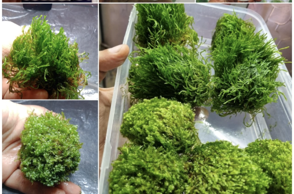 Buy Java Moss Cup in Bangalore