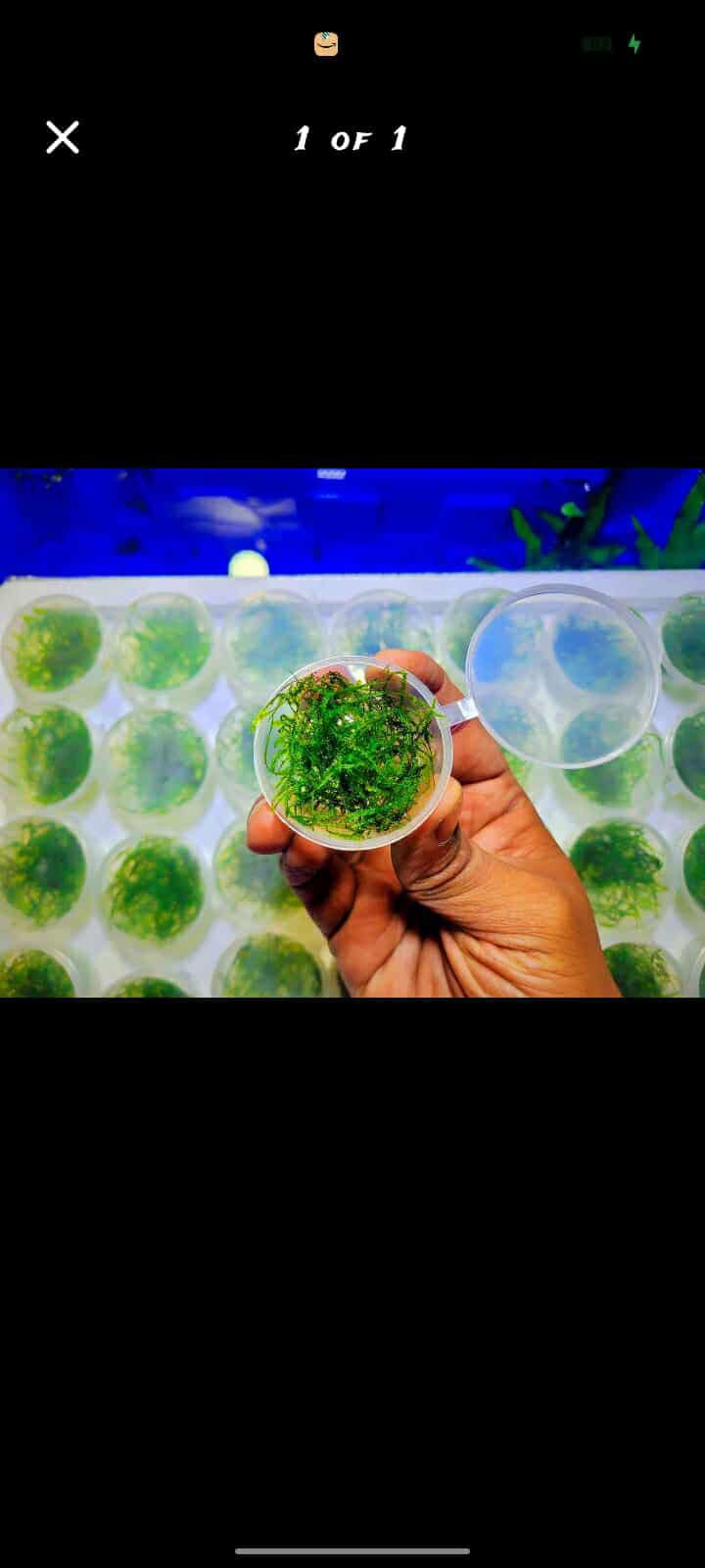 Buy Java Moss Online in Bangalore