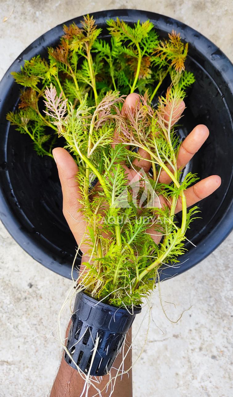 Buy Hygrophila Difformis Red Online in Bangalore