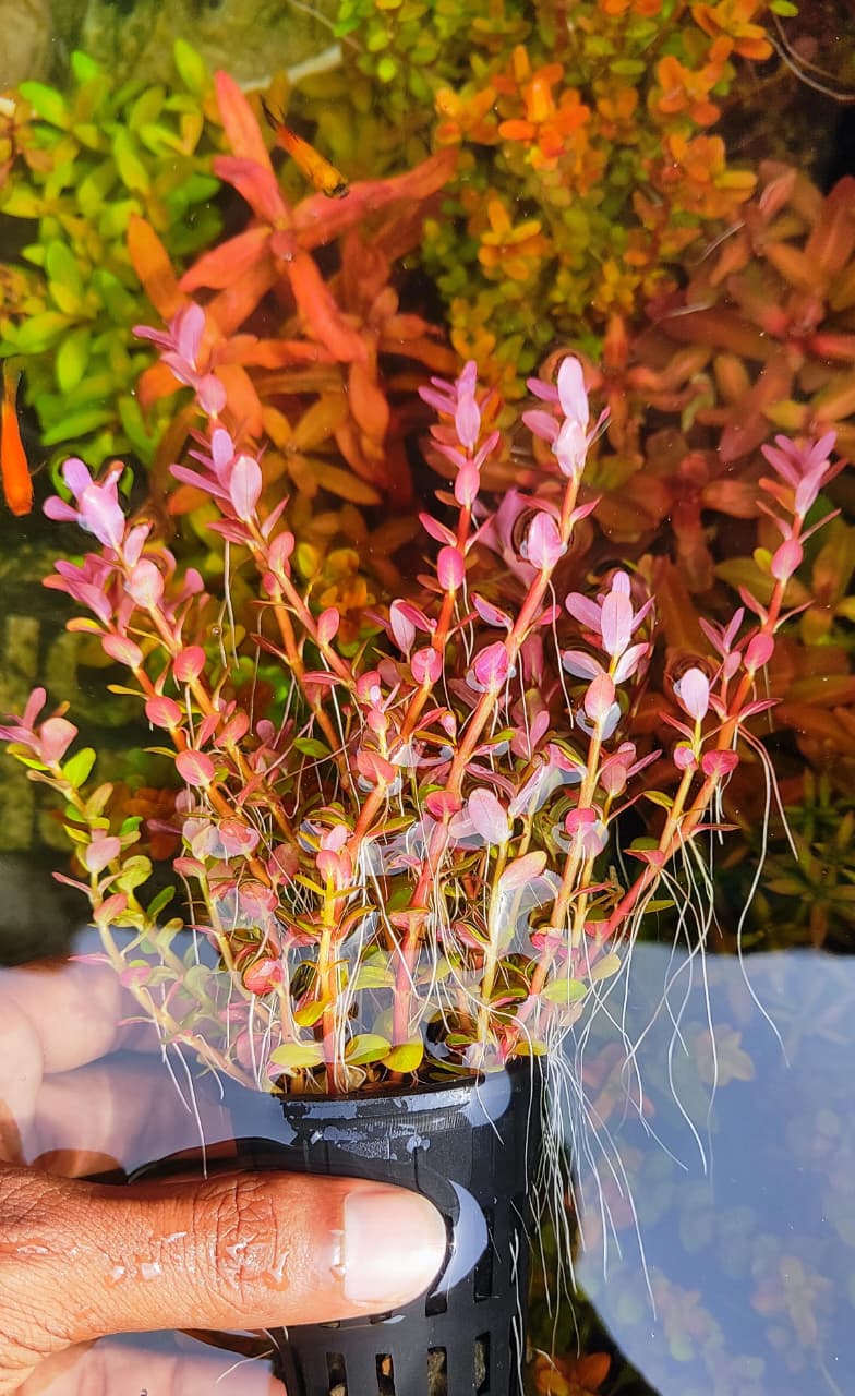 Buy Rotala Rotundifolia blood red Online in Bangalore