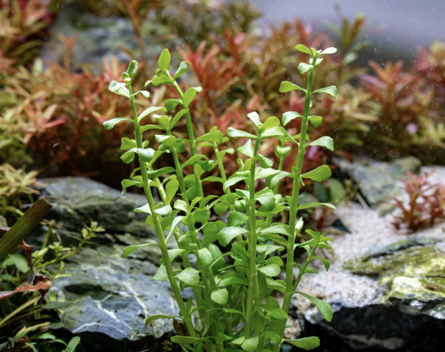 Bacopa Monnieri photo 2