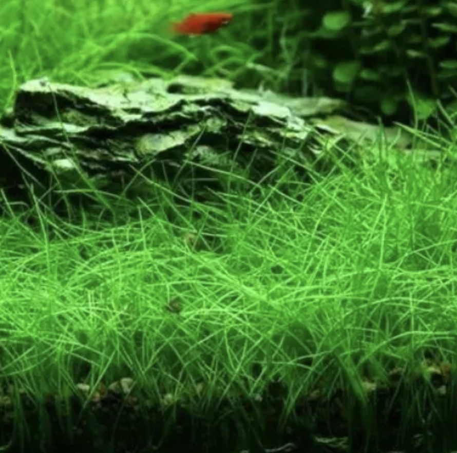 Hairgrass (L)