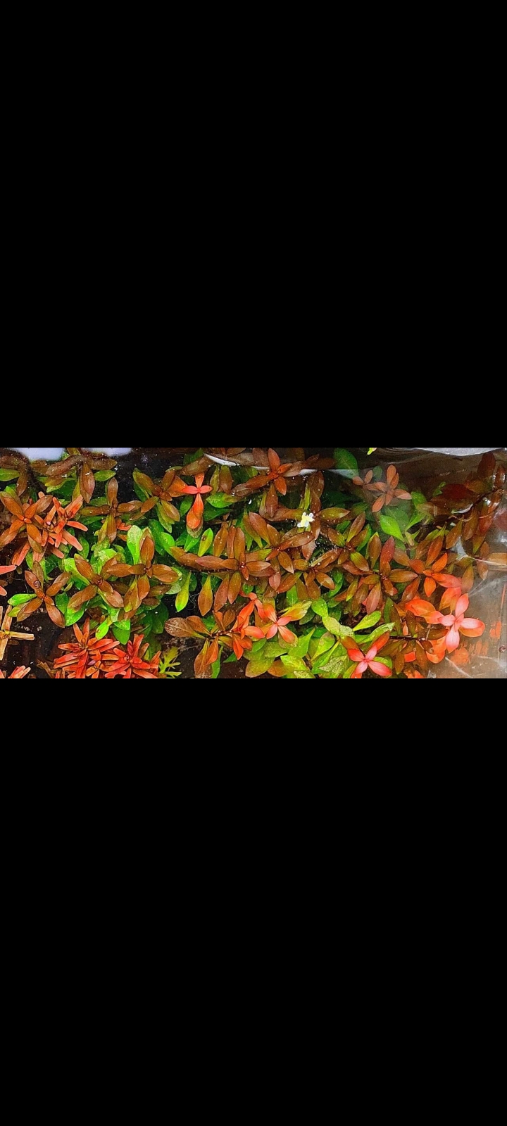 Buy Ludwigia Repens Online in Bangalore