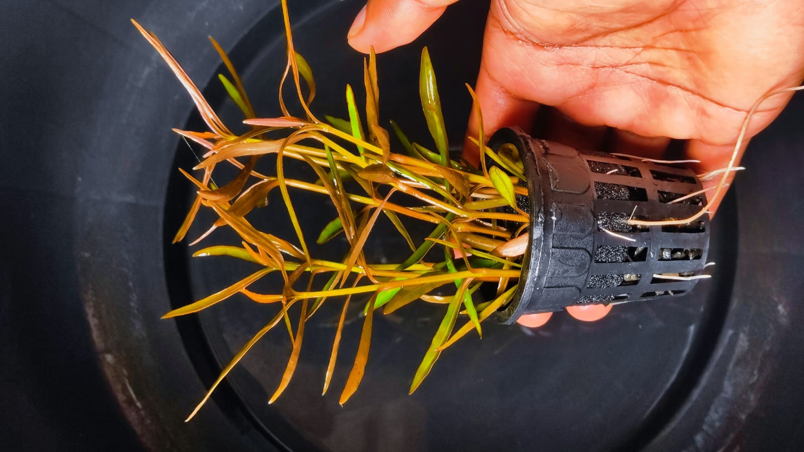 Buy Hygrophila Araguaia Online in Bangalore
