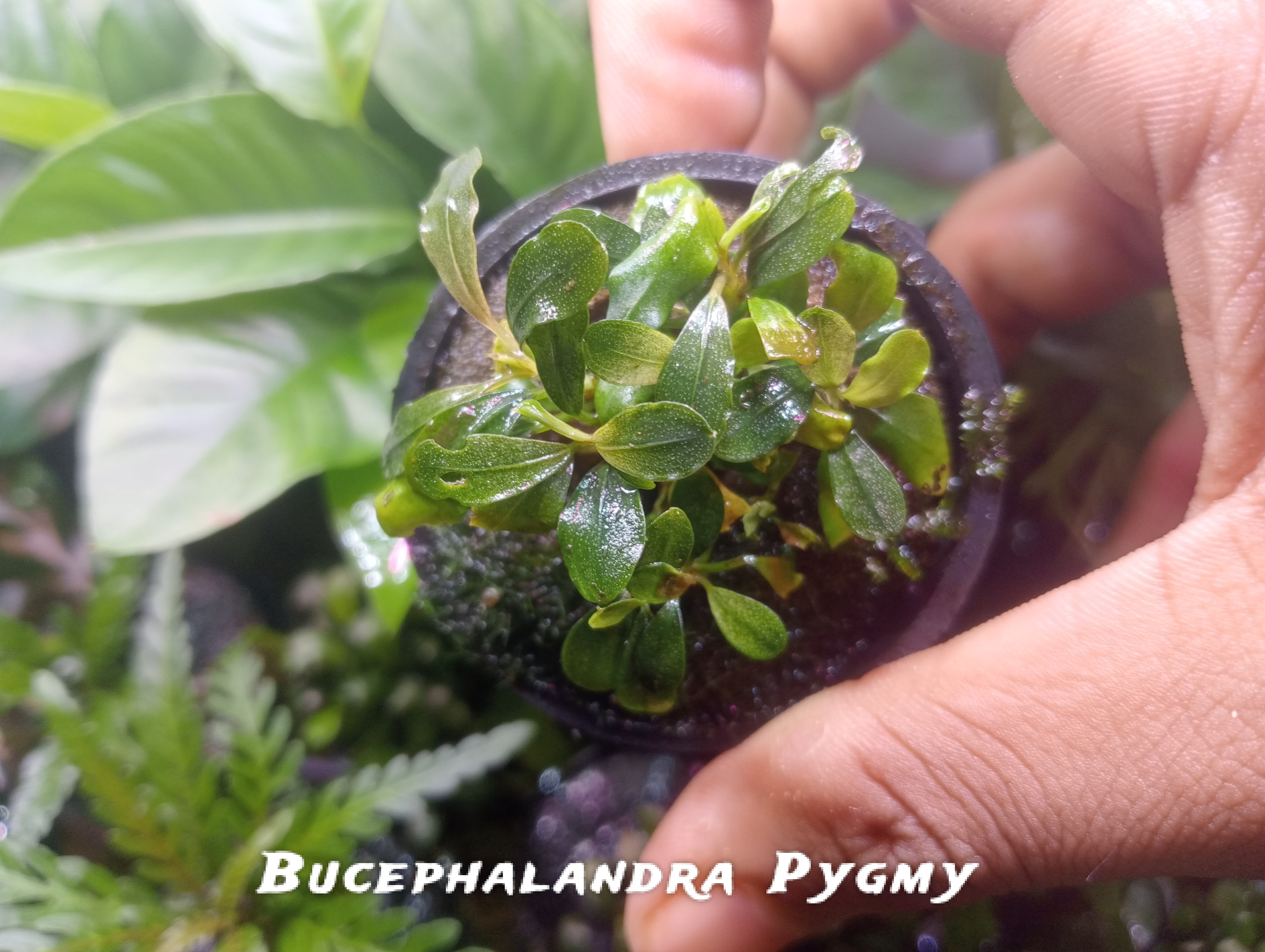 Buy Bucephalandra pygmy Online in Bangalore