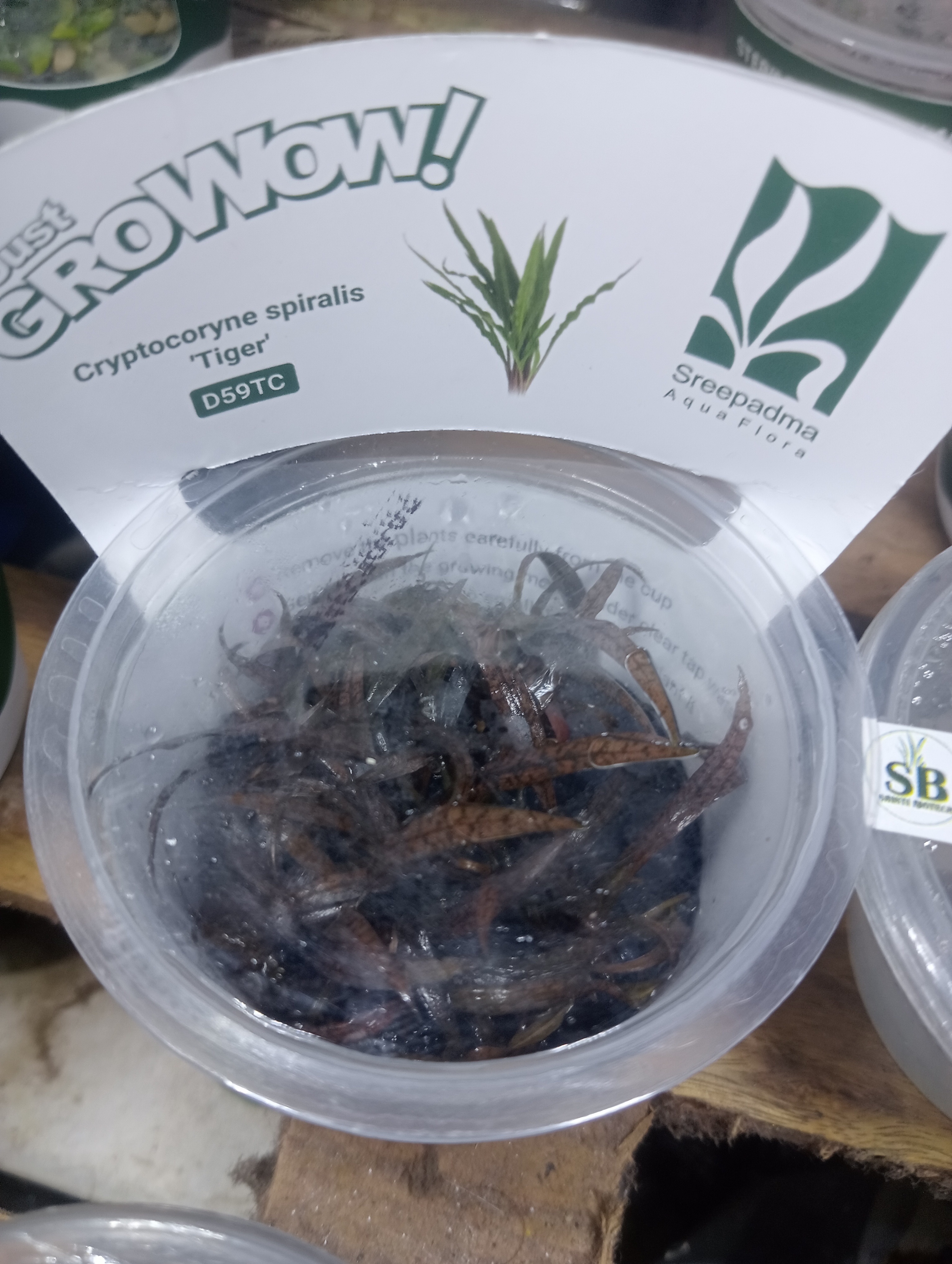 Buy Cryptocoryne Spiral tiger Online in Bangalore