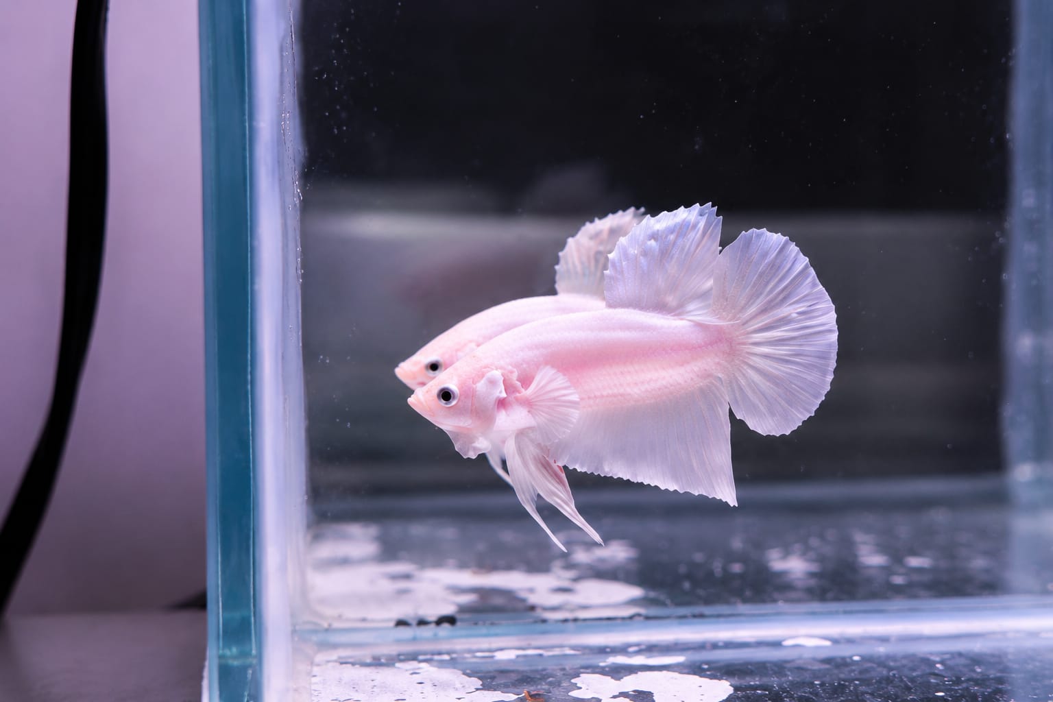 Plakat betta fish